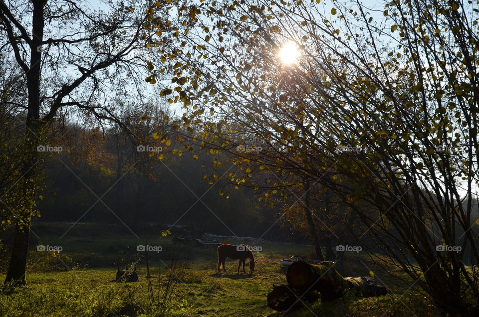sun shining into the sky with a beautiful brown horse