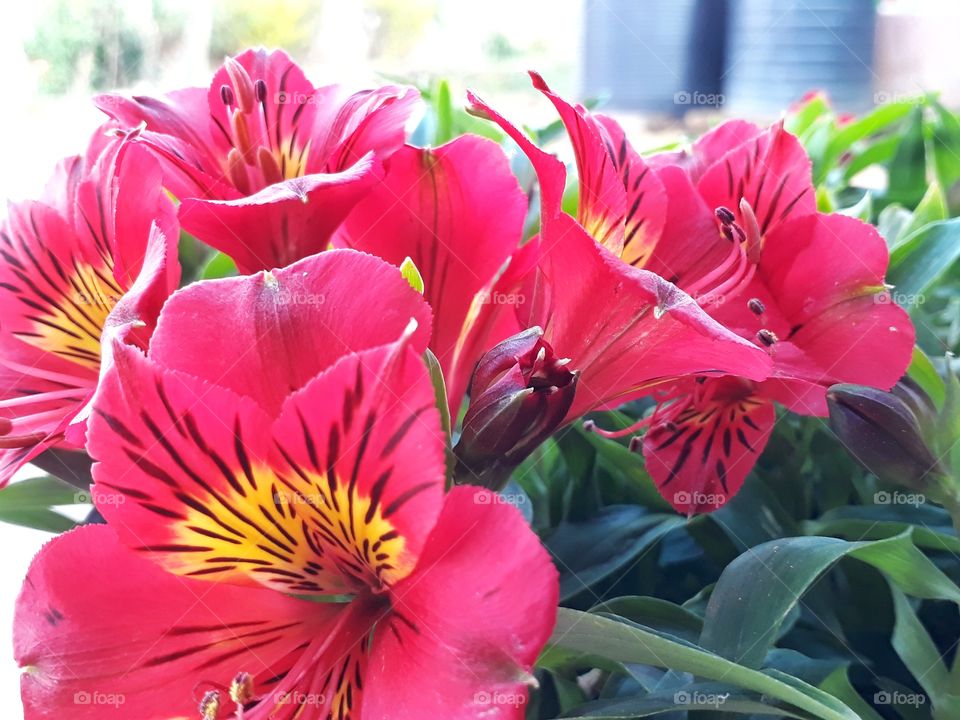 beautiful alstroemeria in full bloom