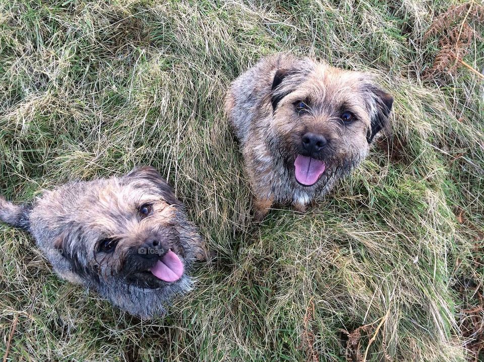 Happy border terriers