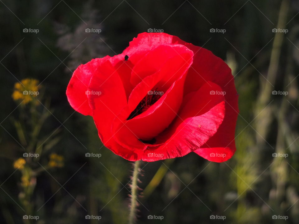 Poppy. Flower. Wildflower. Red.