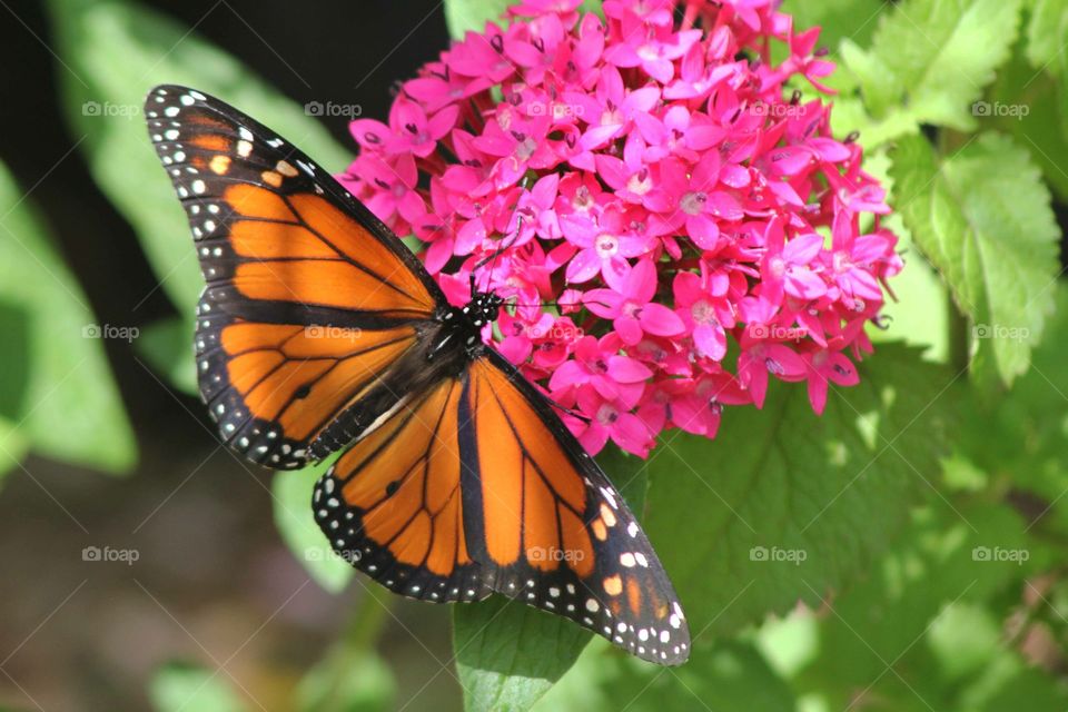 Springtime Butterfly. 