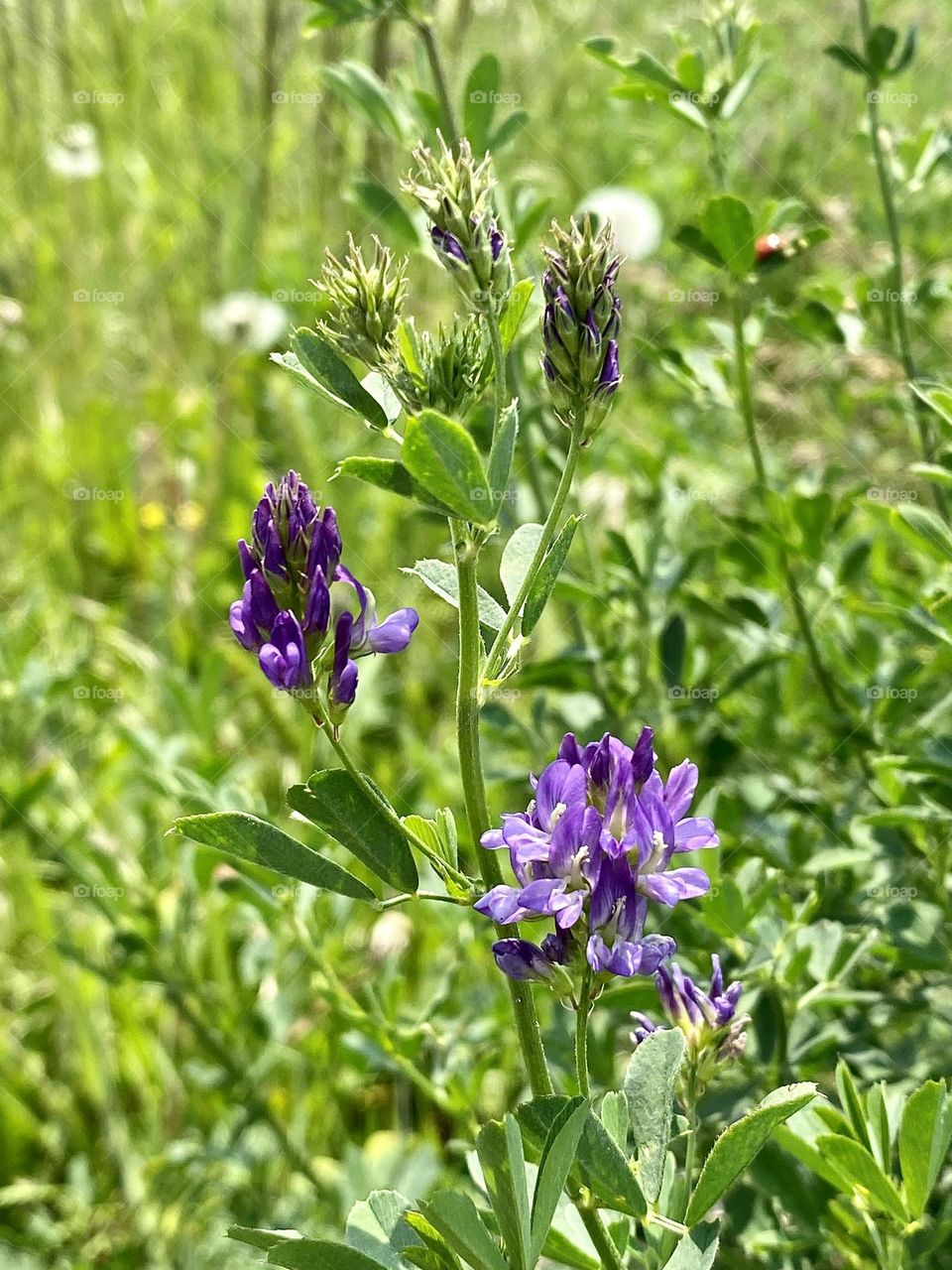 A field of alfalfa 