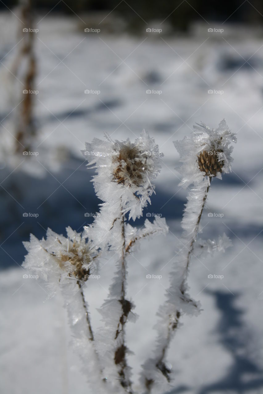 Iced Flower Stems
