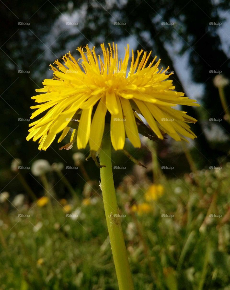 A dandelion