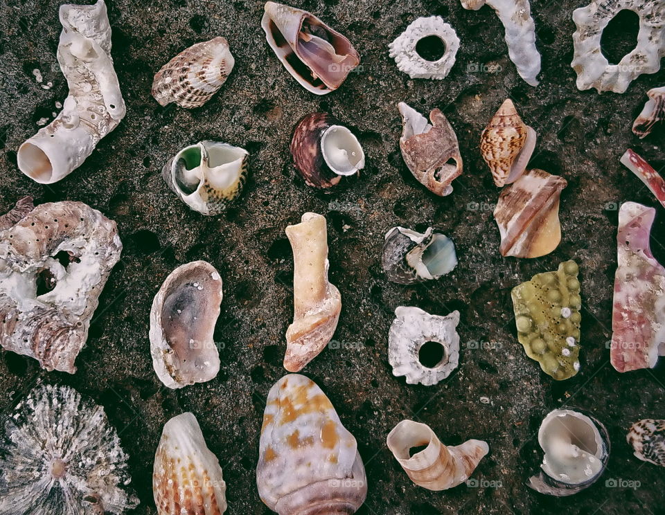 Shells shells shells (2)