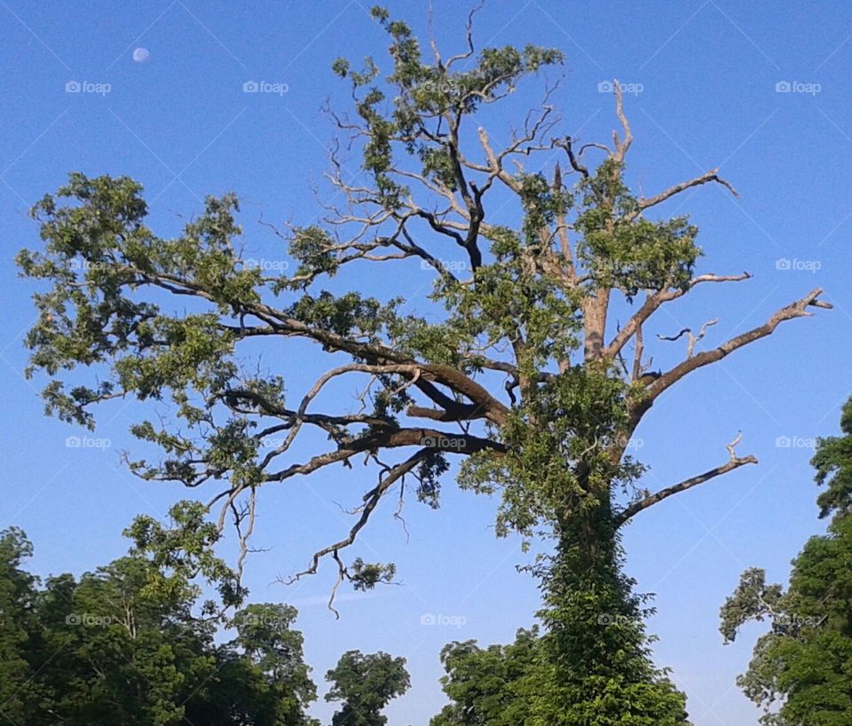 Mossy Tree. large moss covered tree that I think looks amazing.