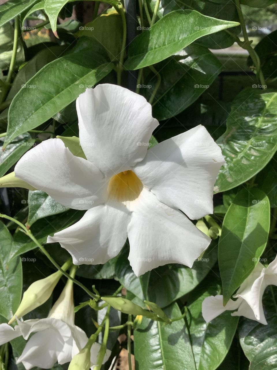 Mandevilla 