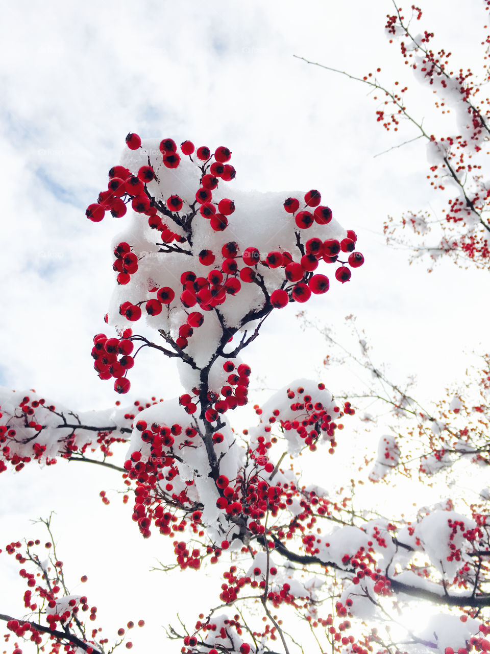 Red berries 