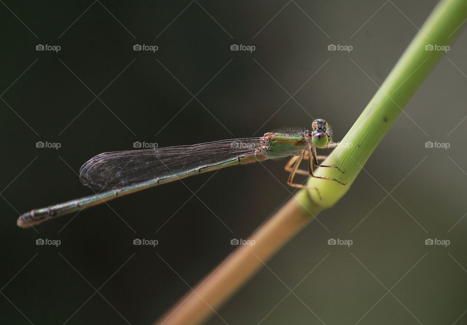 Agriocnemis pygmaea. Tiny one darmselfy. More than inch to fly for slowly at the side of wet site and perch to the grass. Its size looks for similar with the one favorite agriocnemis, femina.