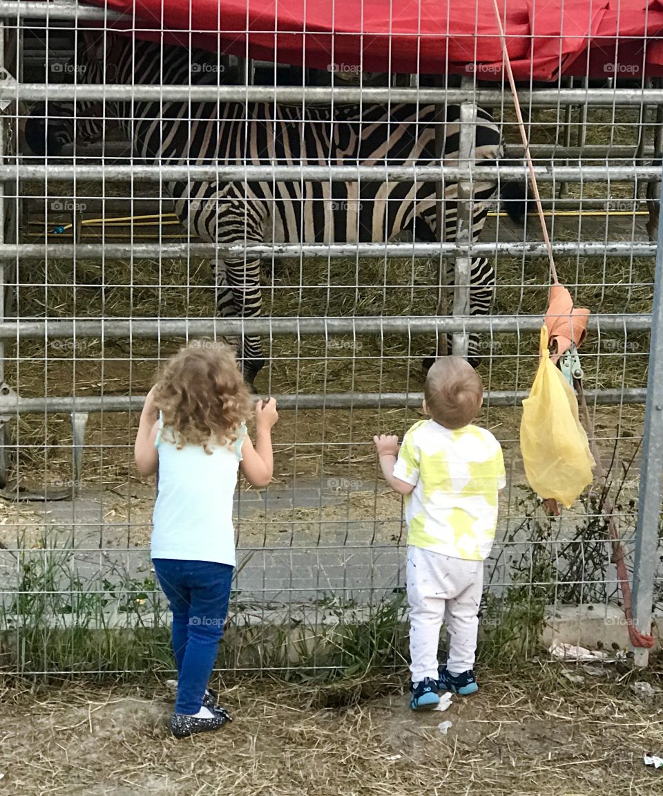 Circus - prison for animals 