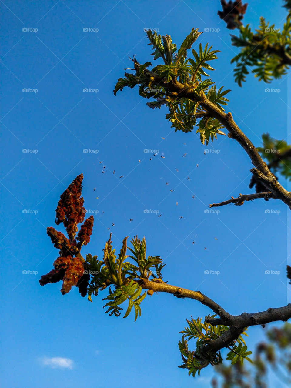 insects on a web against a bright blue sky