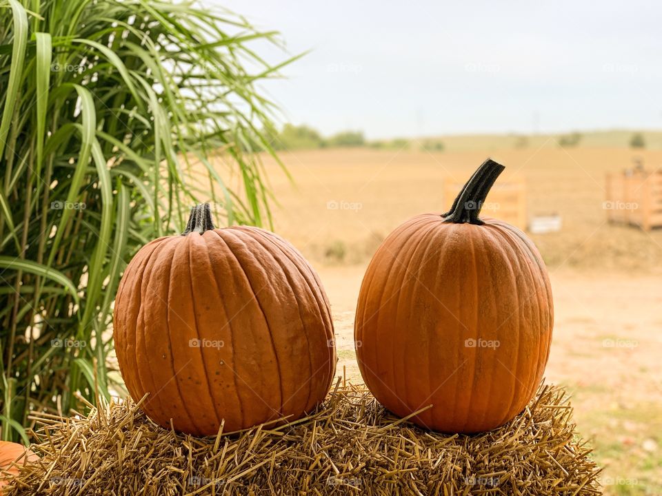 Pumpkins