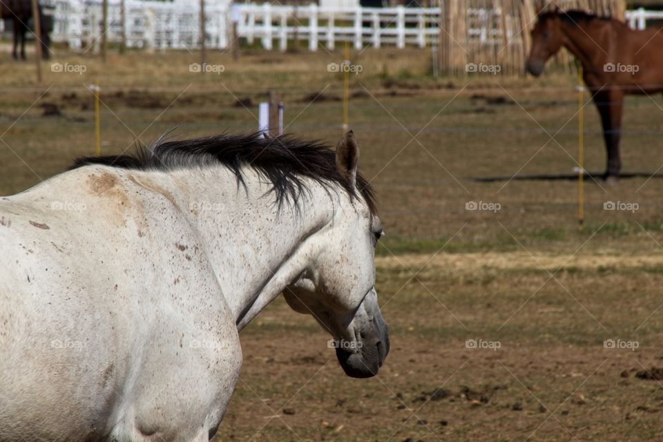 white horse in the field