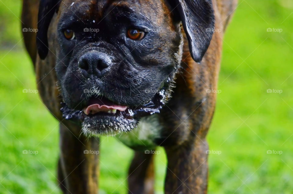 Boxer walking in a park