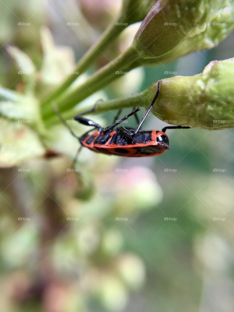 Red and black beetle on a green plant