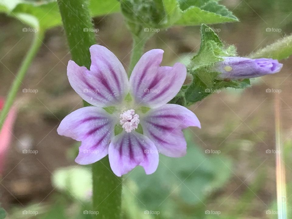 Mallow purple flower and bud