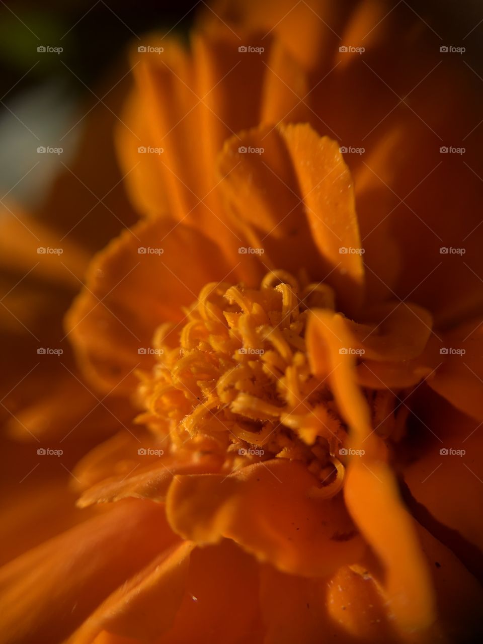 Orange marigold
