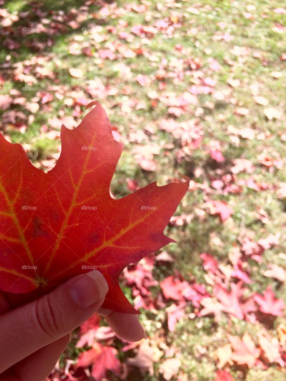 red autumn leaf 