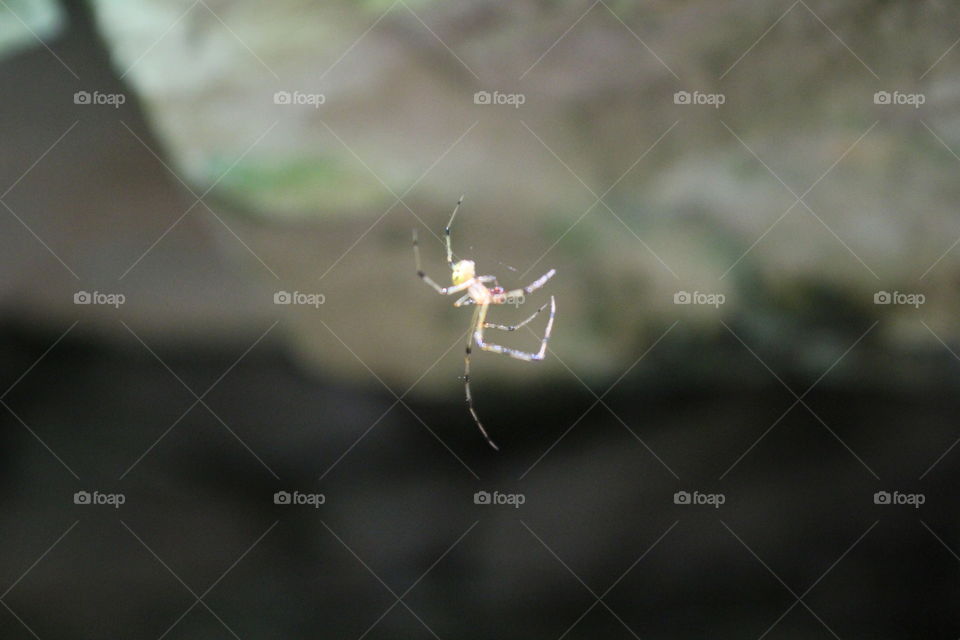 spider building a web