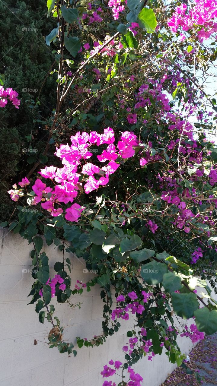 Bougainvillea 