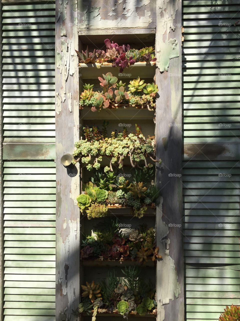 Succulent door 
