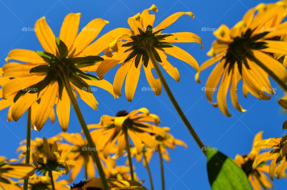 Yellow Flowers