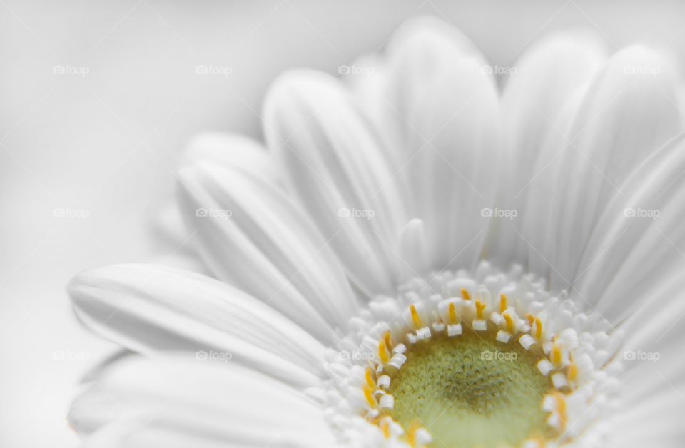 White flower close  up 