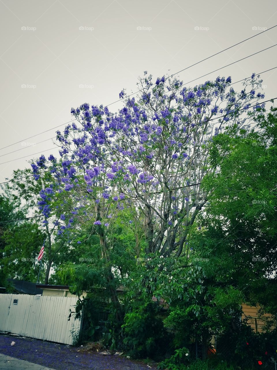 Purple flowering trees