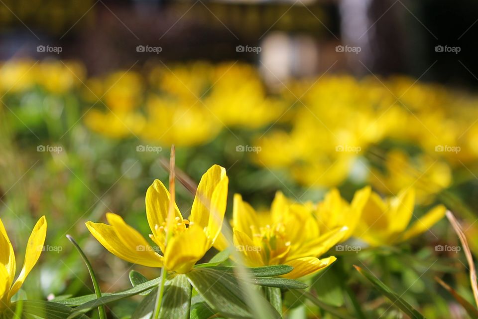 Close-up of yellow flower