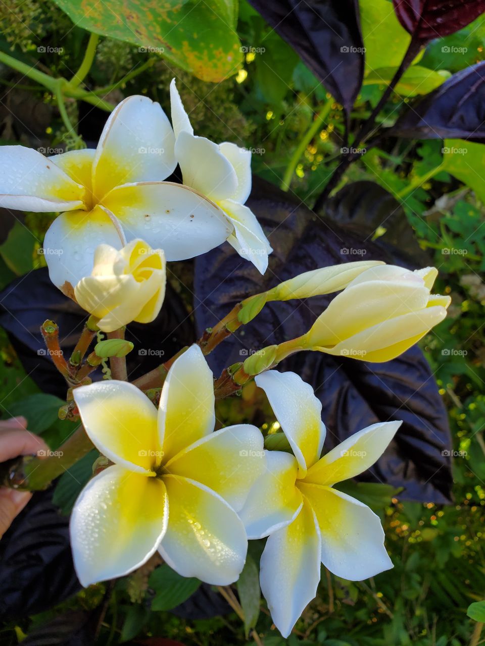 fragant plumeria