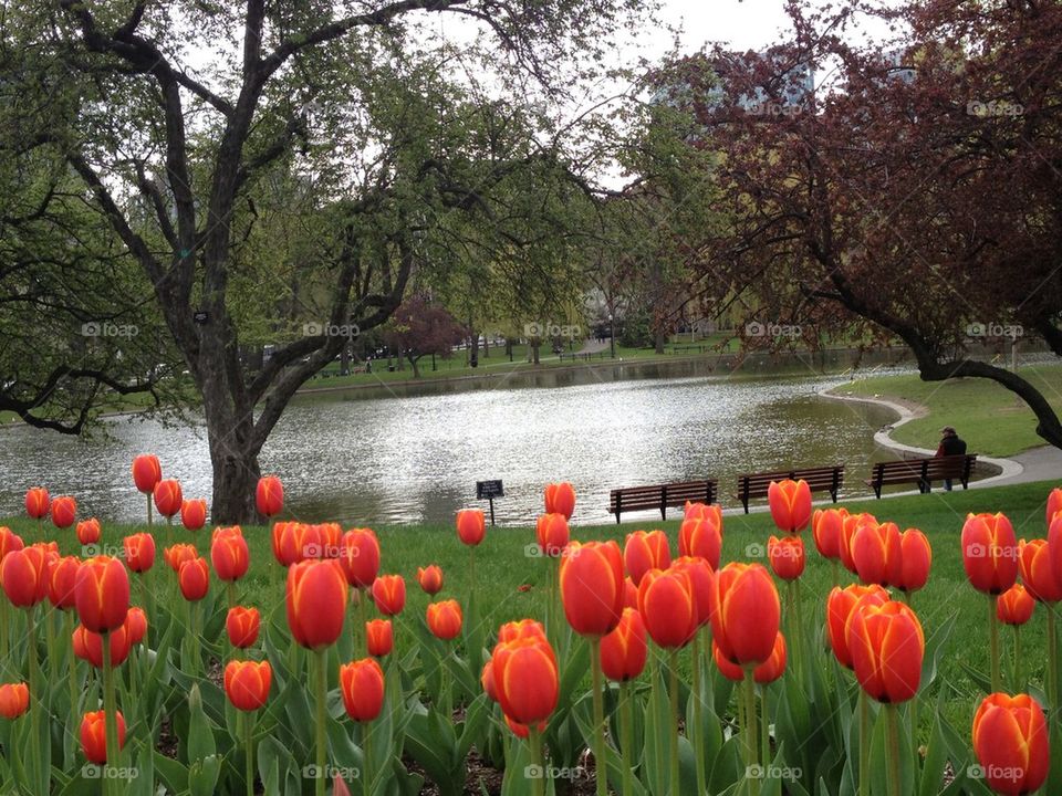 Boston Commons tulips