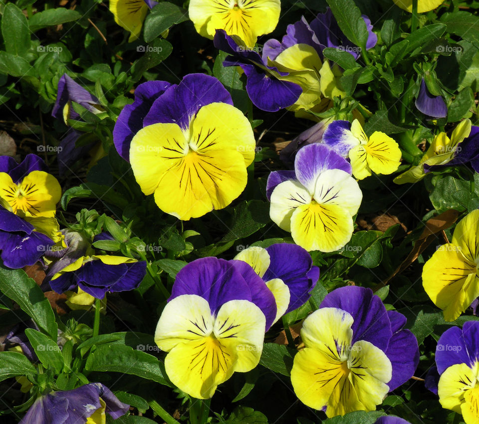 Pansies
