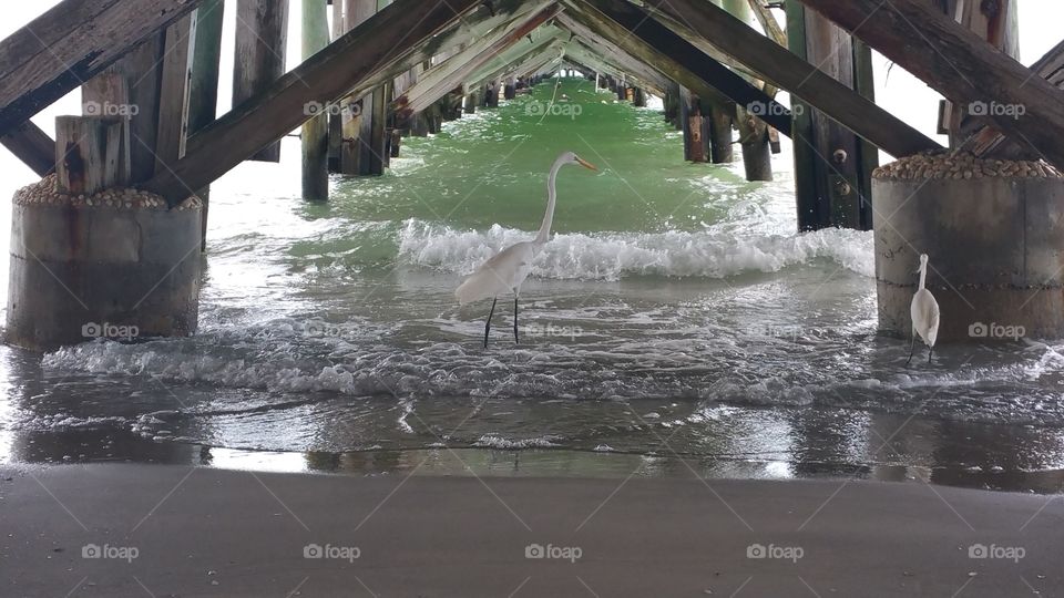 day at the beach. walking under the pier and spotted this fella