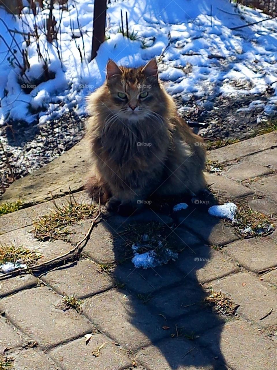 fluffy cat on a frosty winter day