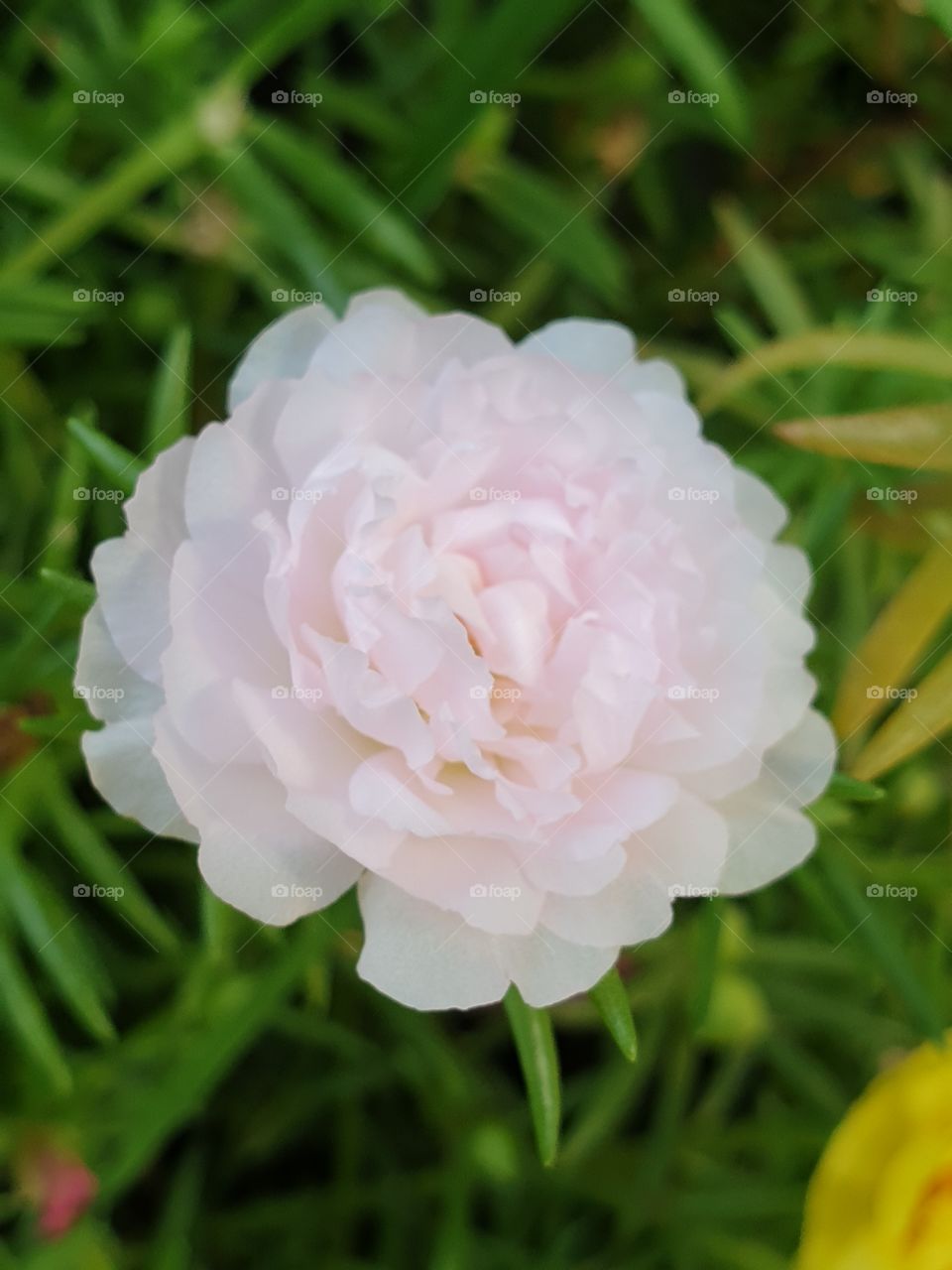 the portulaca grandiflora