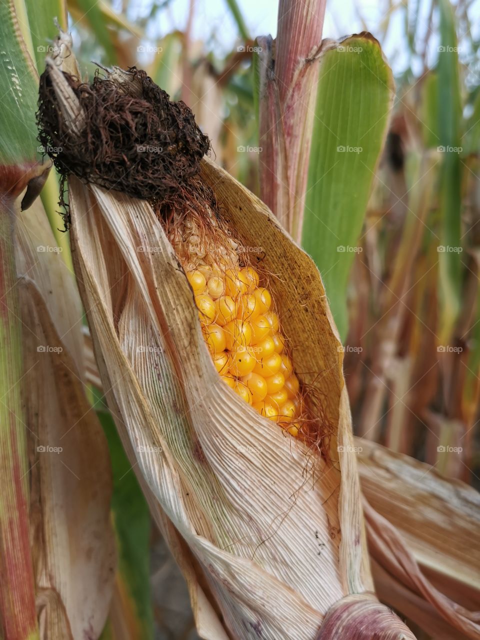 Der erste Maiskolben auf dem Feld