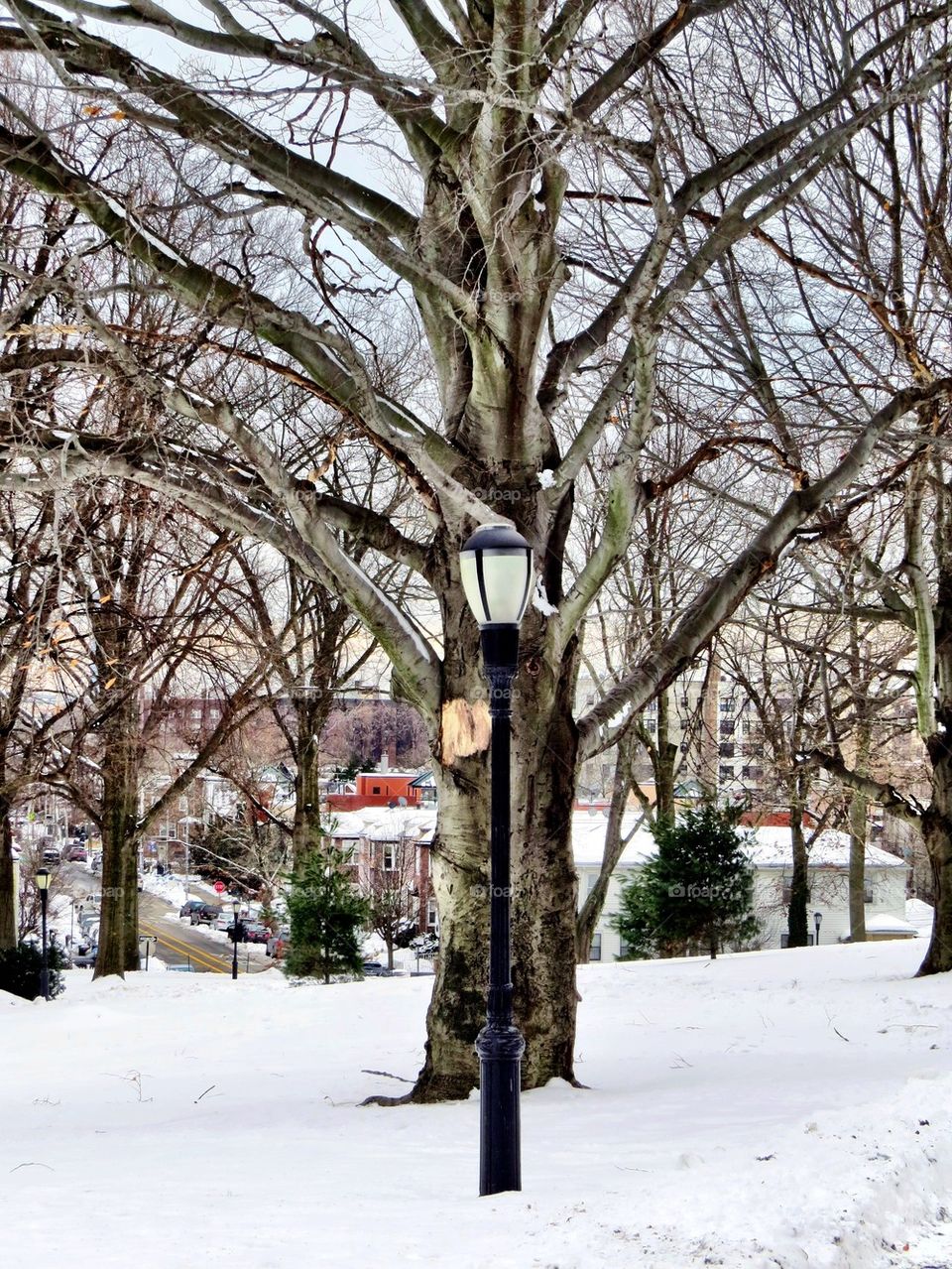 Bare tree in winter