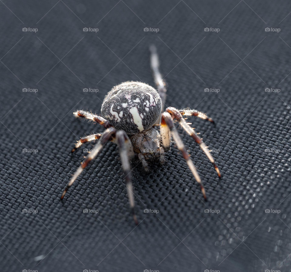 Spider