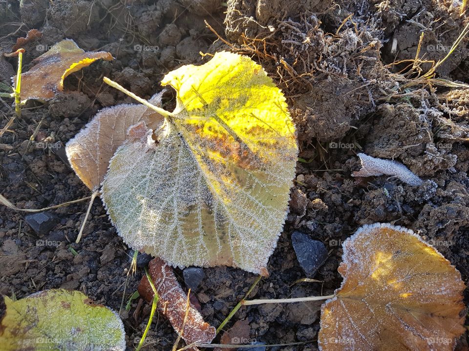 First frost