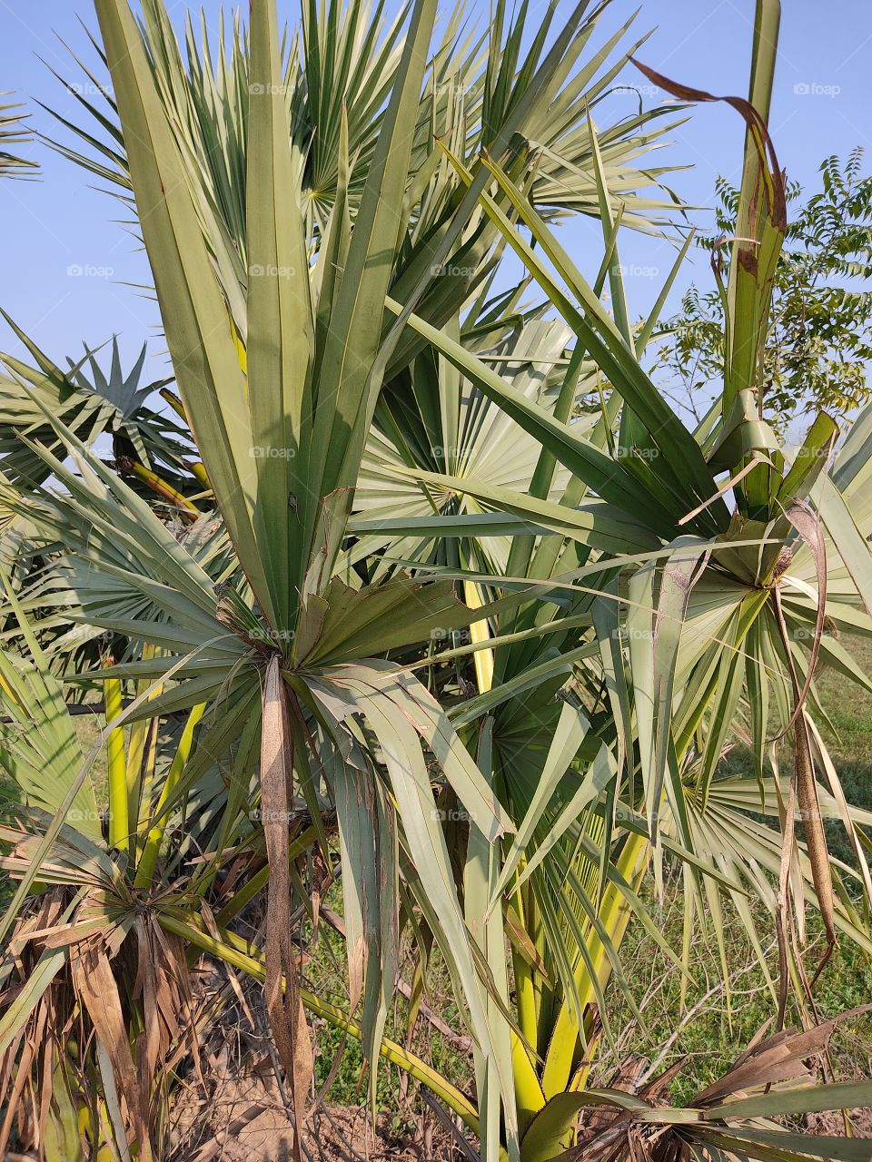 beautiful😍 leafs 🍀