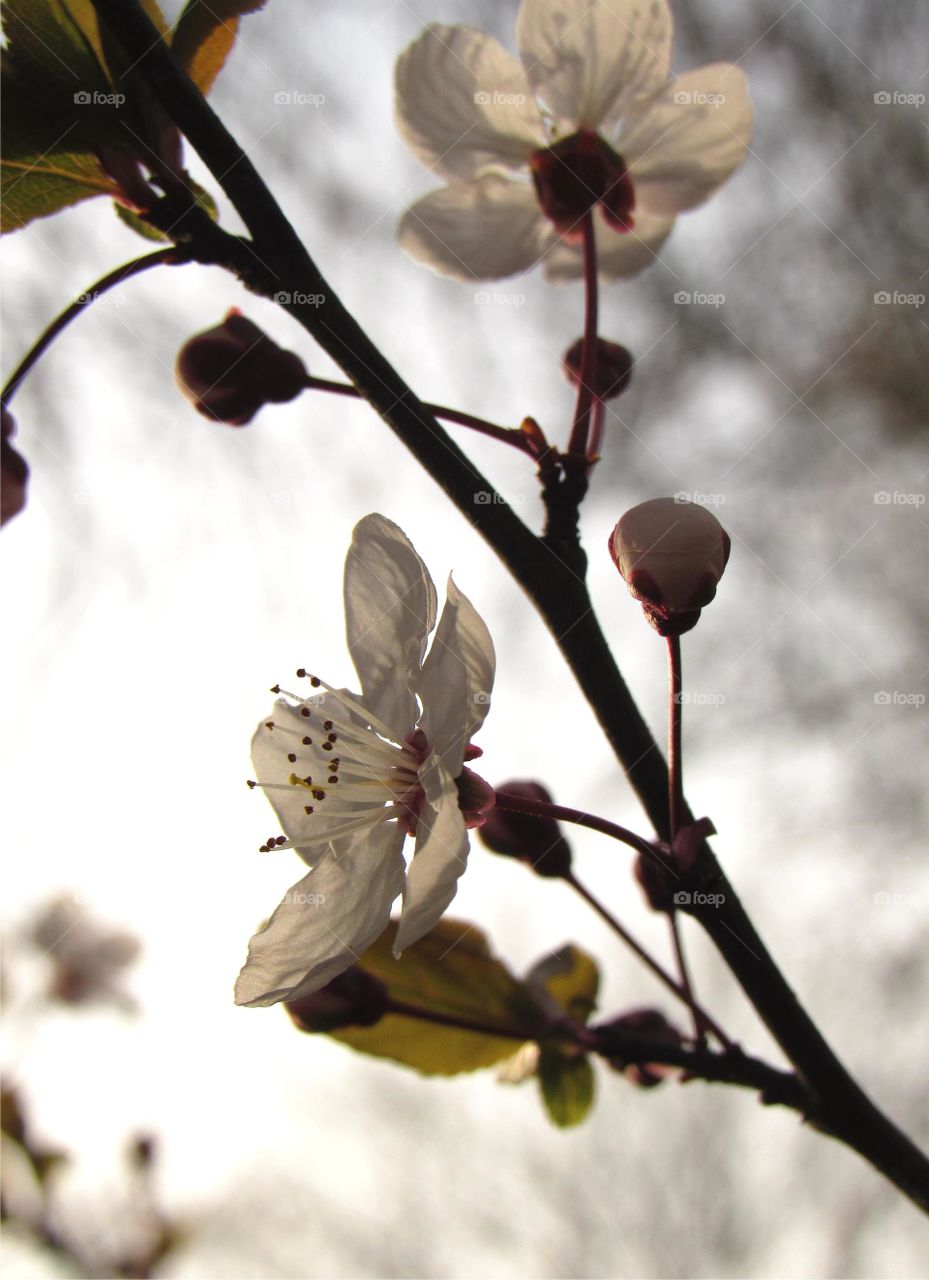 cherry blossom