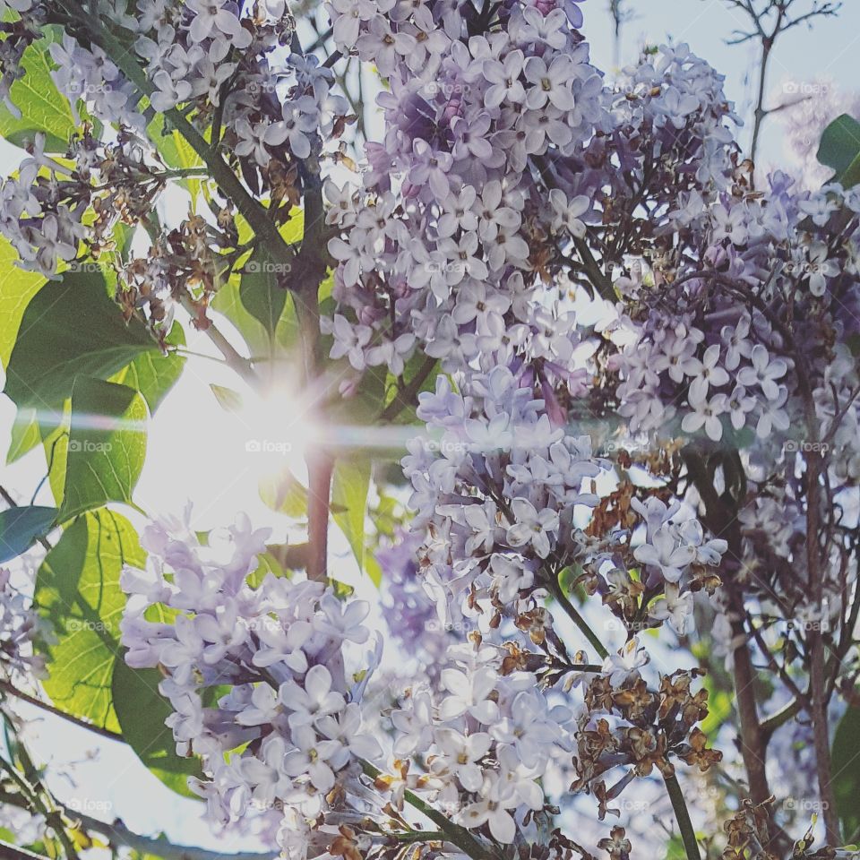 Sun dappled lilacs
