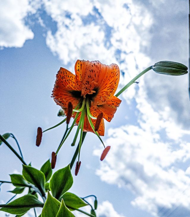 Tiger lily