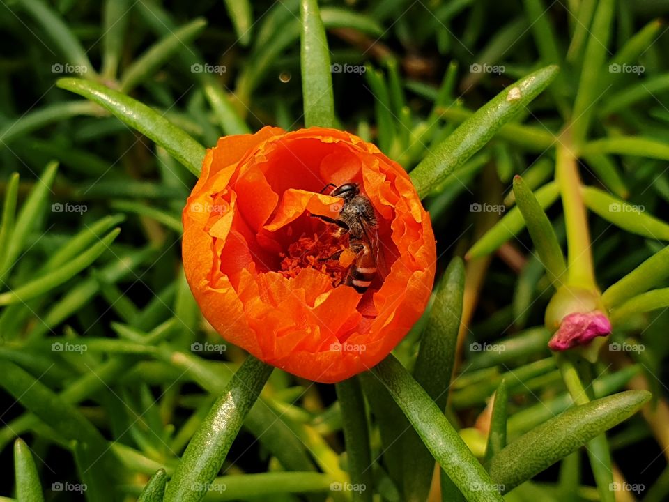 beautiful flowers in my garden