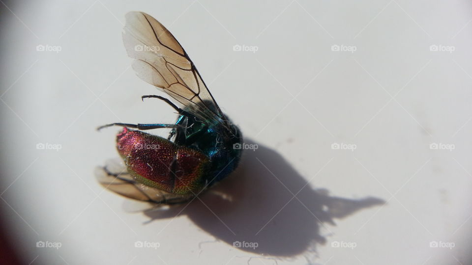 rainbow fly. fly on the windowsill