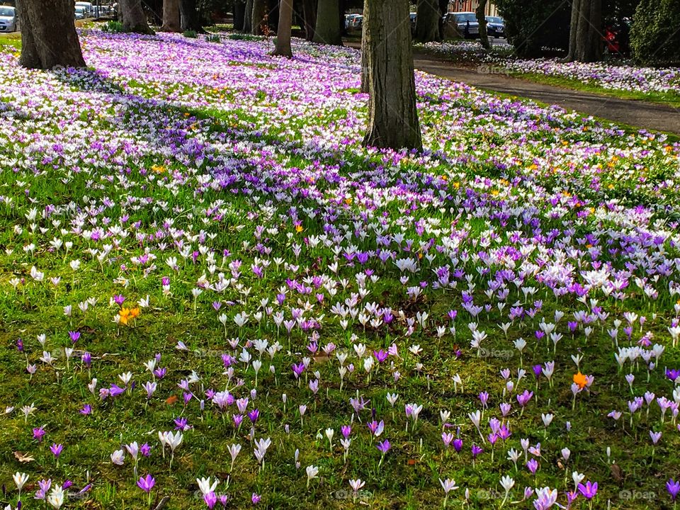 A carpet of crocus flowers ... 