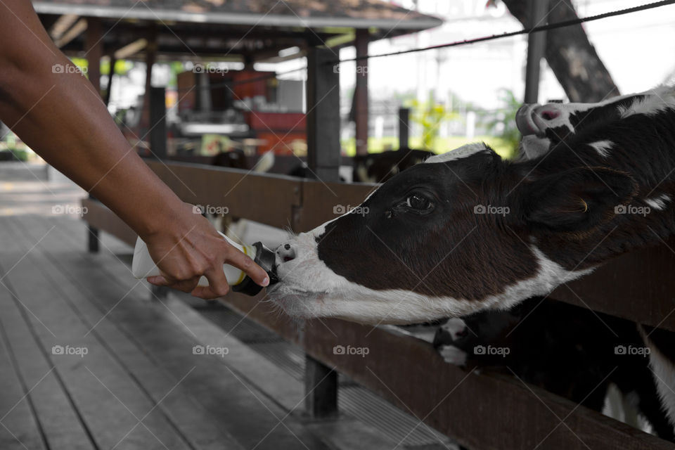 Feeding milk to the cow. Give it back to the cow