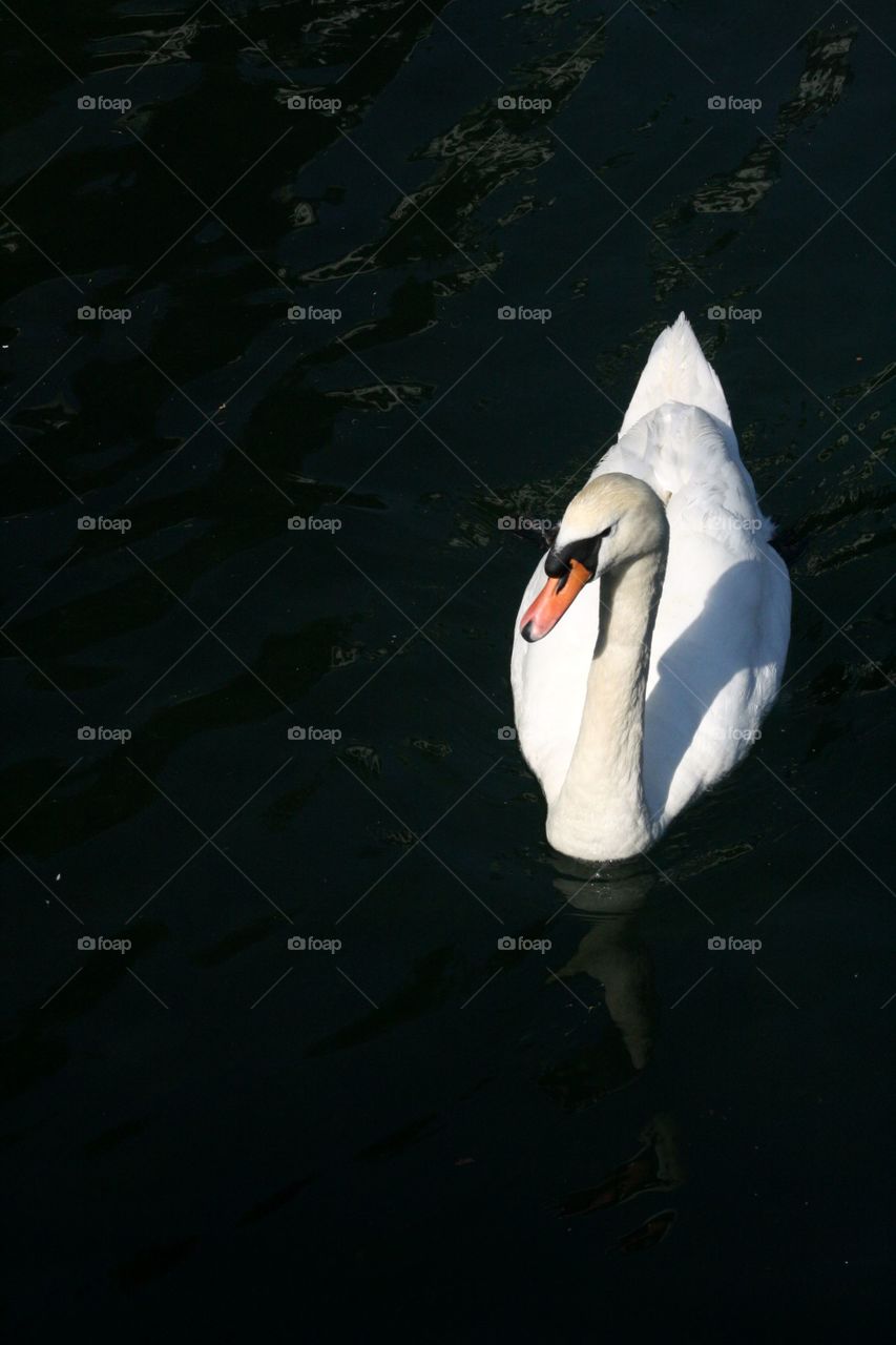 A white swan swimming elegantly in Lake Lucern in Switzerland.