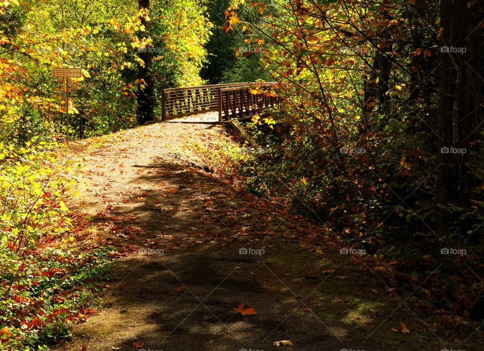 Bright bridge in the fall. Taking a walk along the trail at Greenwaters Park and coming to a bridge covered in lovely fall color.