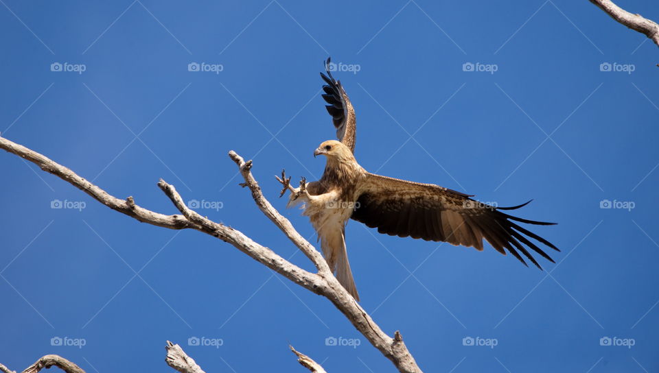 whistling kite landing on brach at a wetlands